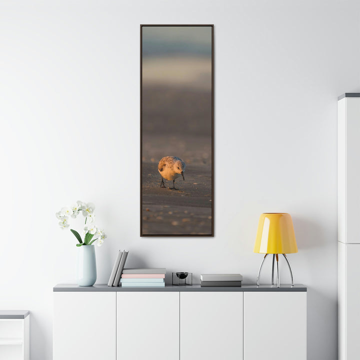 Feeding Sanderling - Canvas with Frame