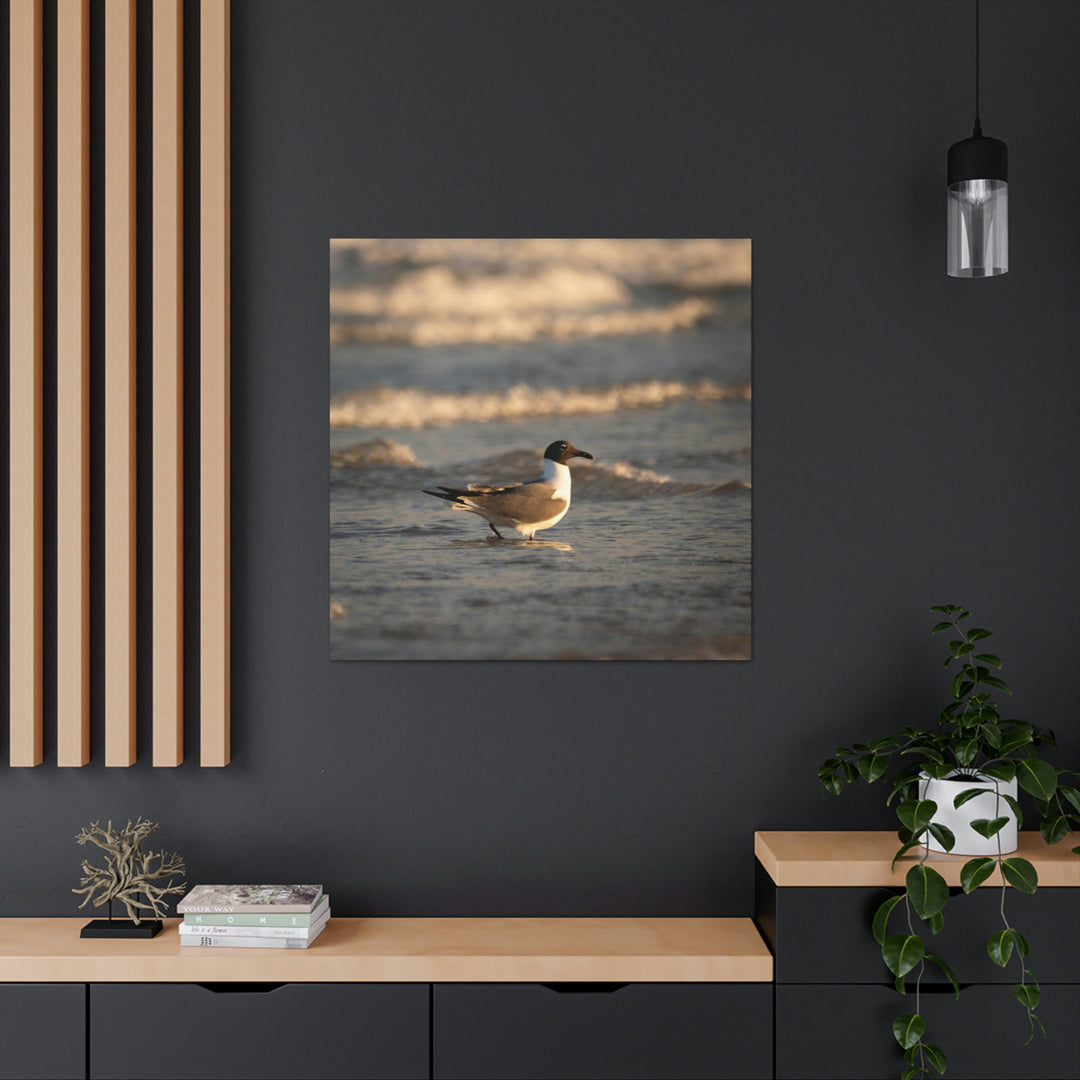 Laughing Gull in the Surf - Canvas