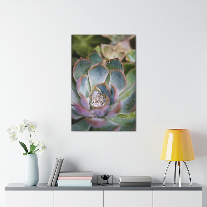 Stunning Succulent - Canvas