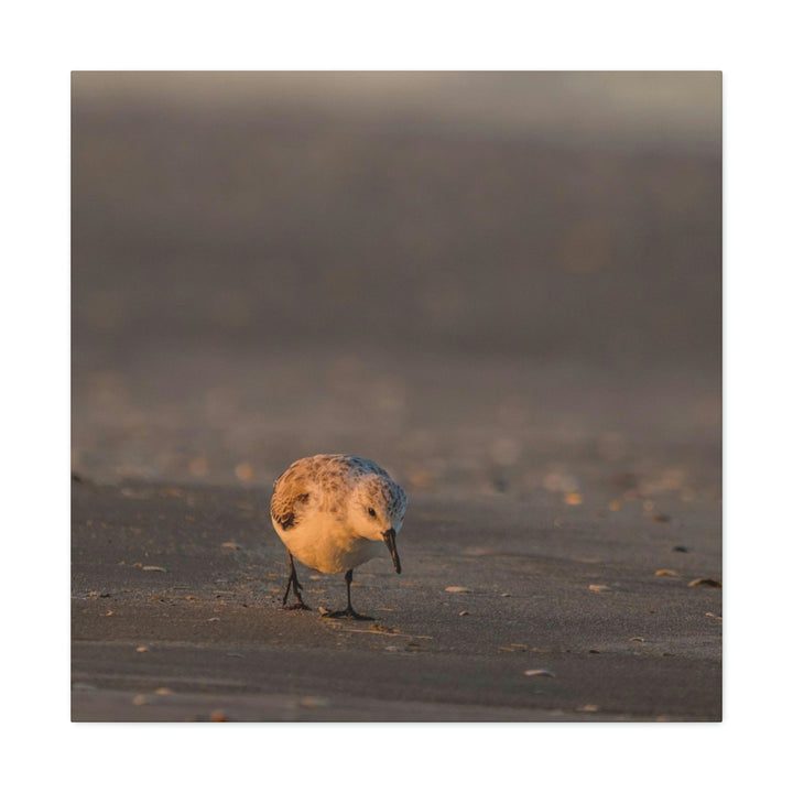 Feeding Sanderling - Canvas