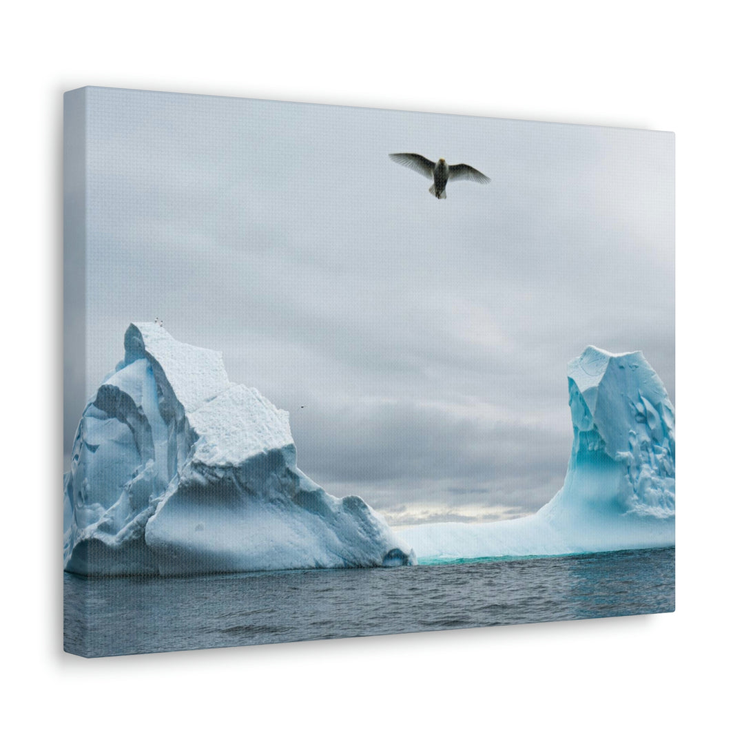 Antarctic Flight - Canvas