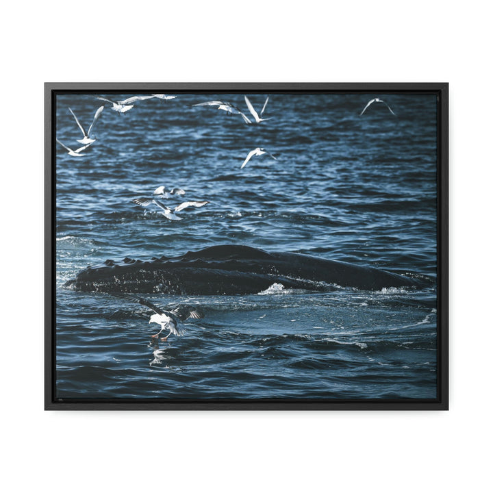 Humpback Hello - Canvas with Frame