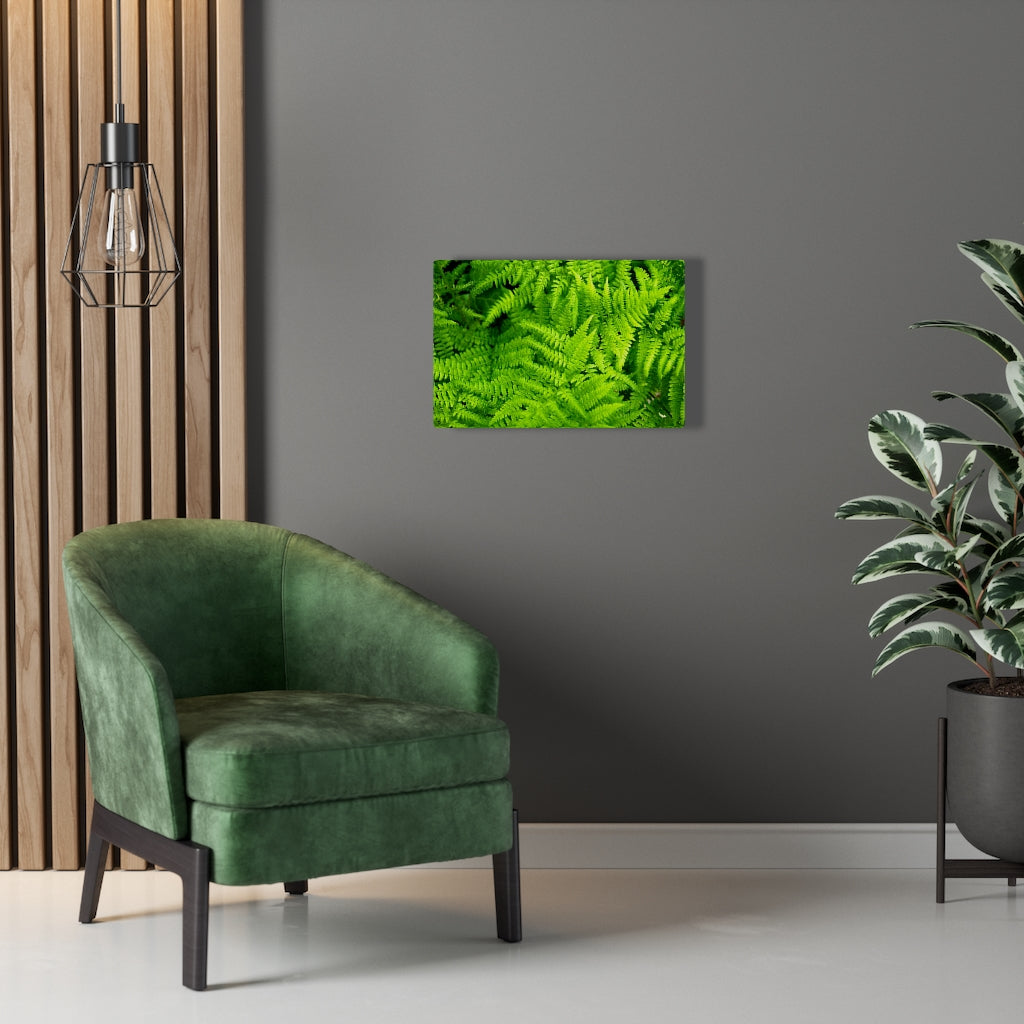 Ferns, Ferns, Ferns - Canvas