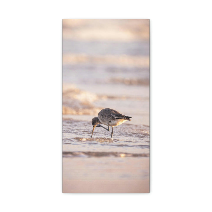 Willet Itch - Canvas