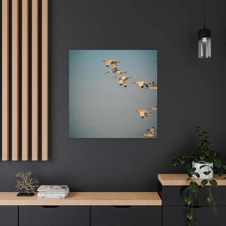 White Ibis in Flight - Canvas