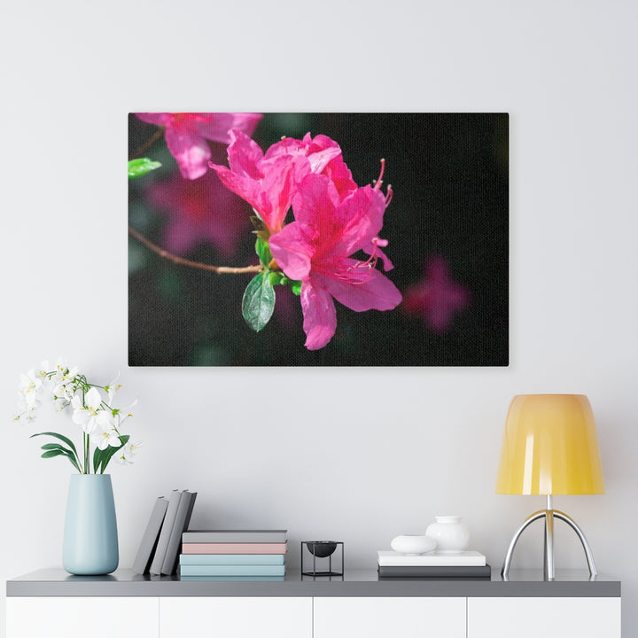 Standout Azalea - Canvas