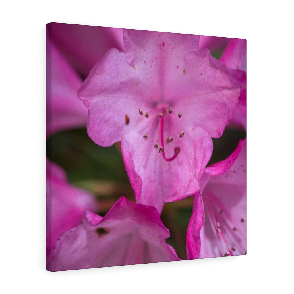 Soft Pinks - Canvas