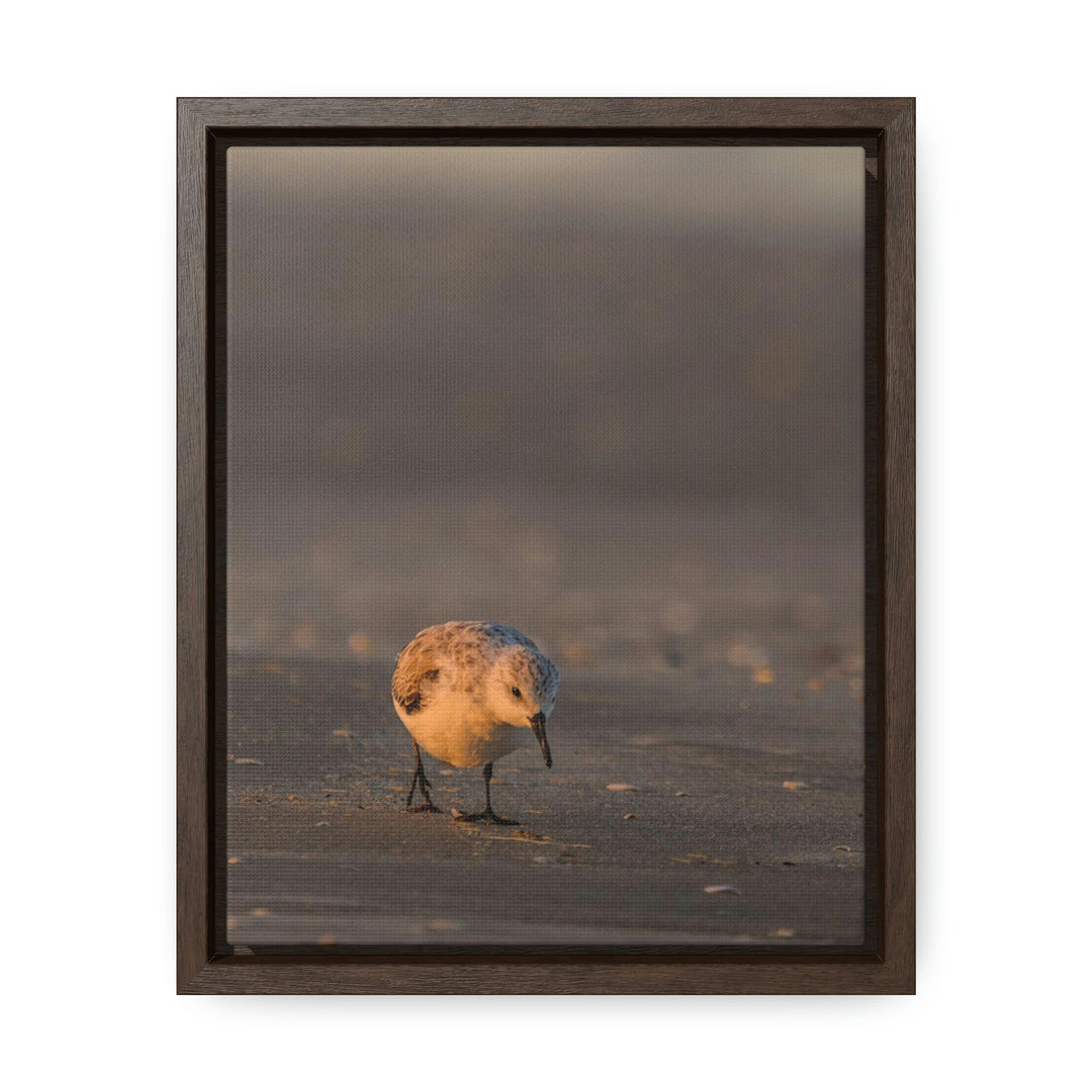 Feeding Sanderling - Canvas with Frame