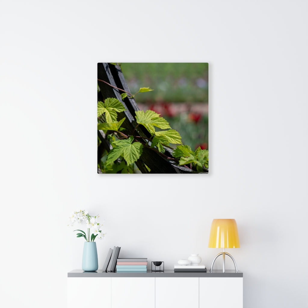 Ivy-Covered Fence - Canvas