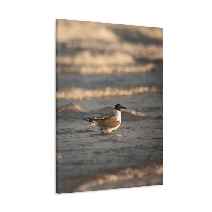 Laughing Gull in the Surf - Canvas