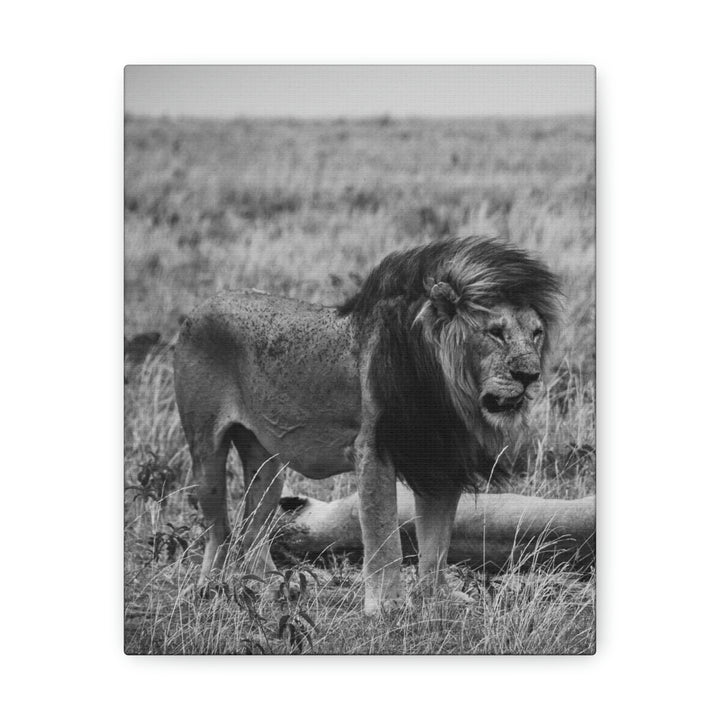 Mating Lions in Black and White - Canvas