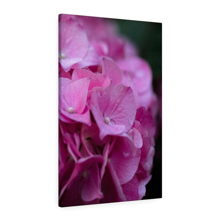 Pink Hydrangea Detail - Canvas