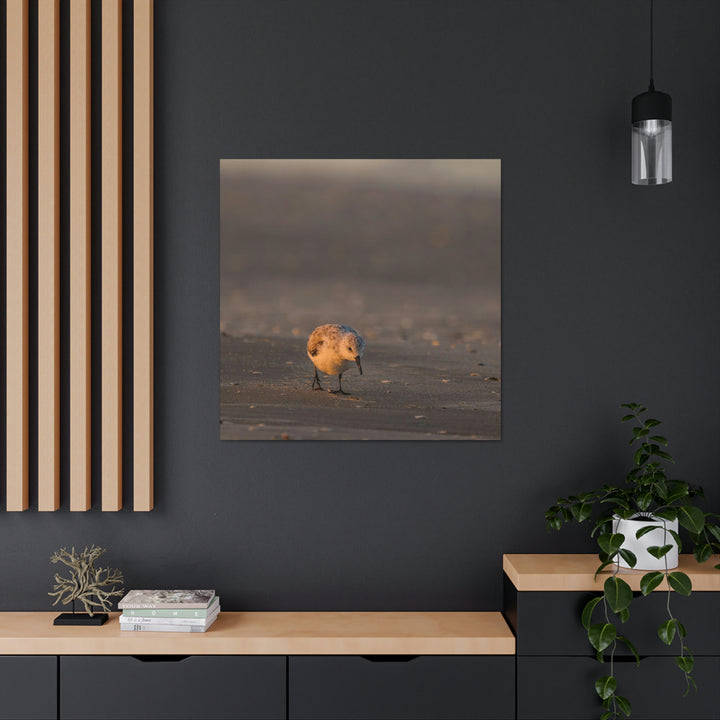 Feeding Sanderling - Canvas