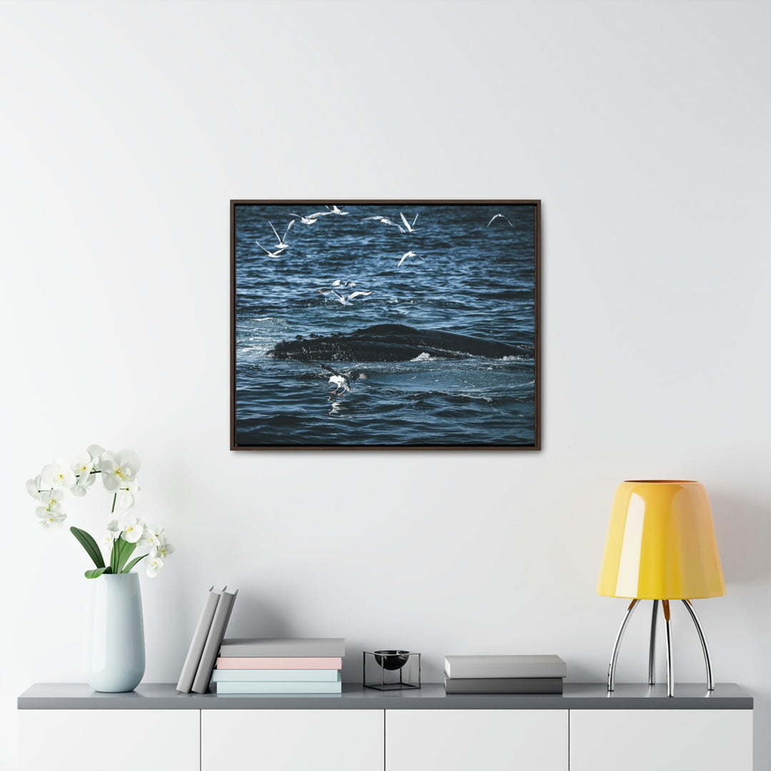 Humpback Hello - Canvas with Frame