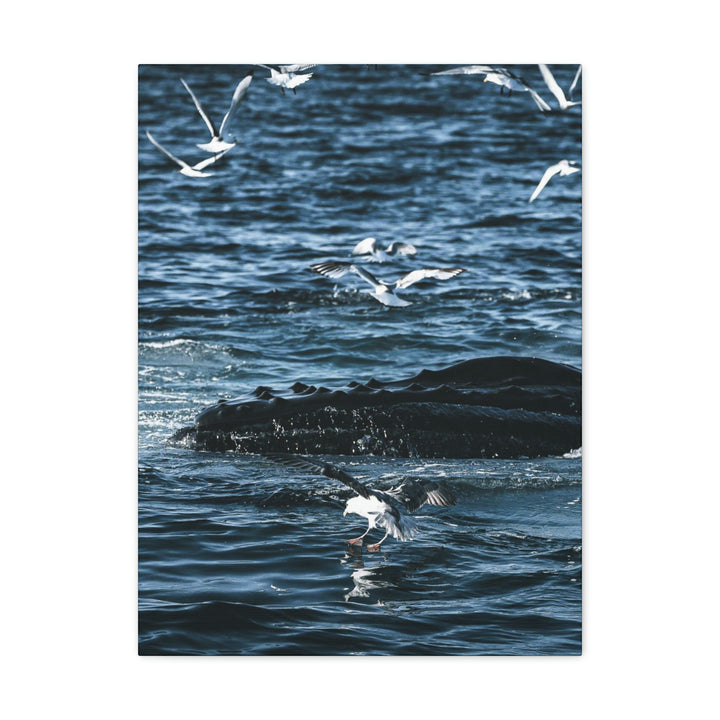 Humpback Hello - Canvas