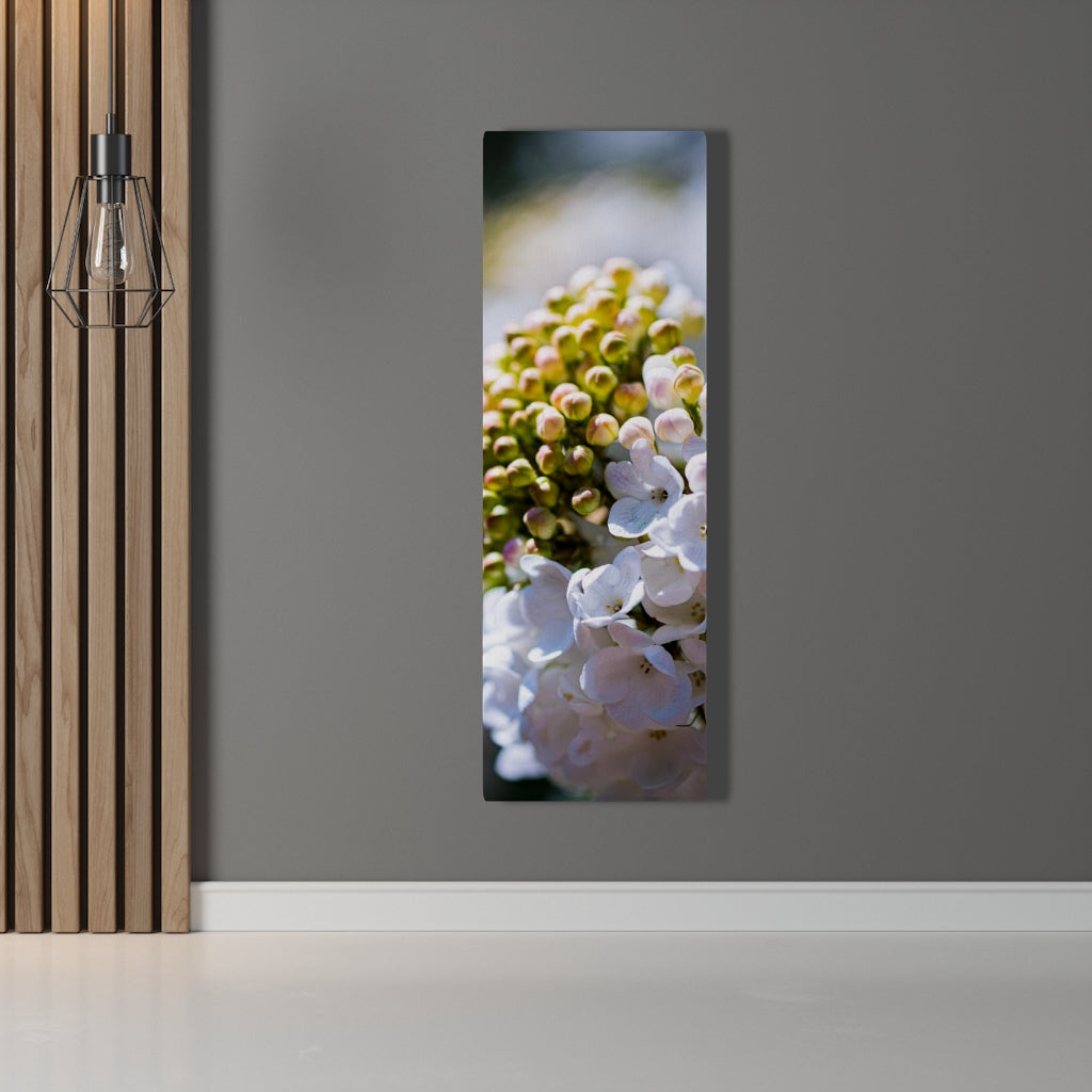 Mid-Bloom - Canvas