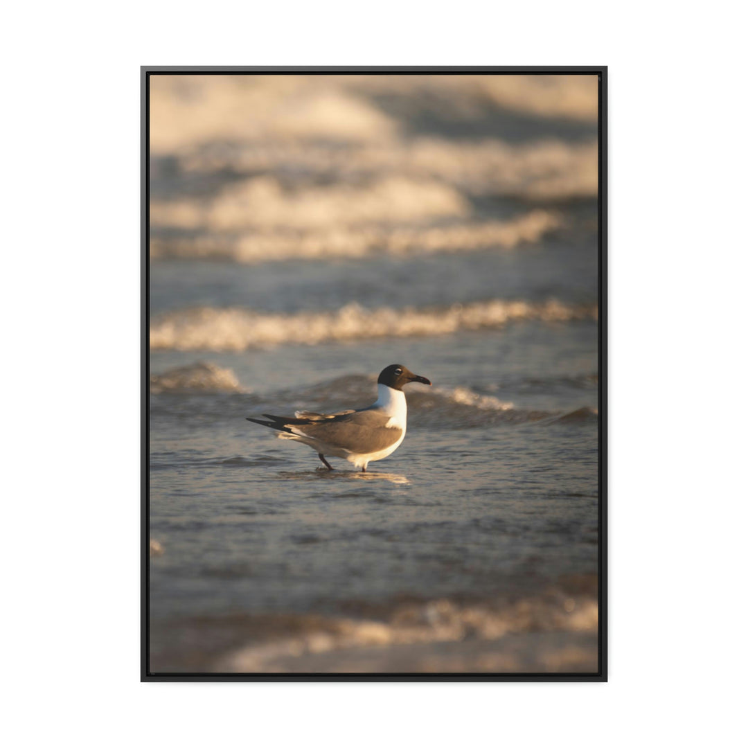 Laughing Gull in the Surf - Canvas with Frame