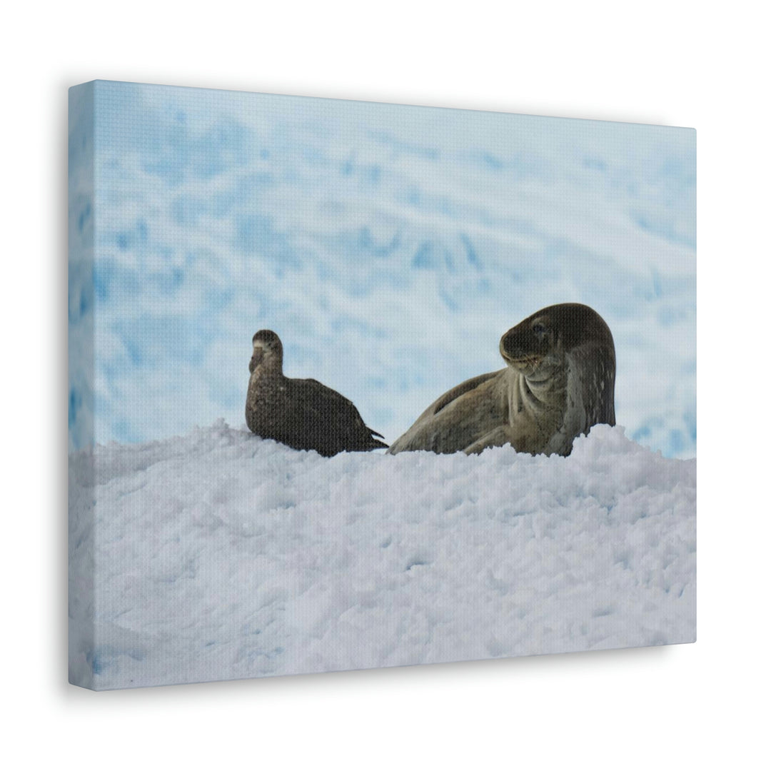 A Resting Pair - Canvas