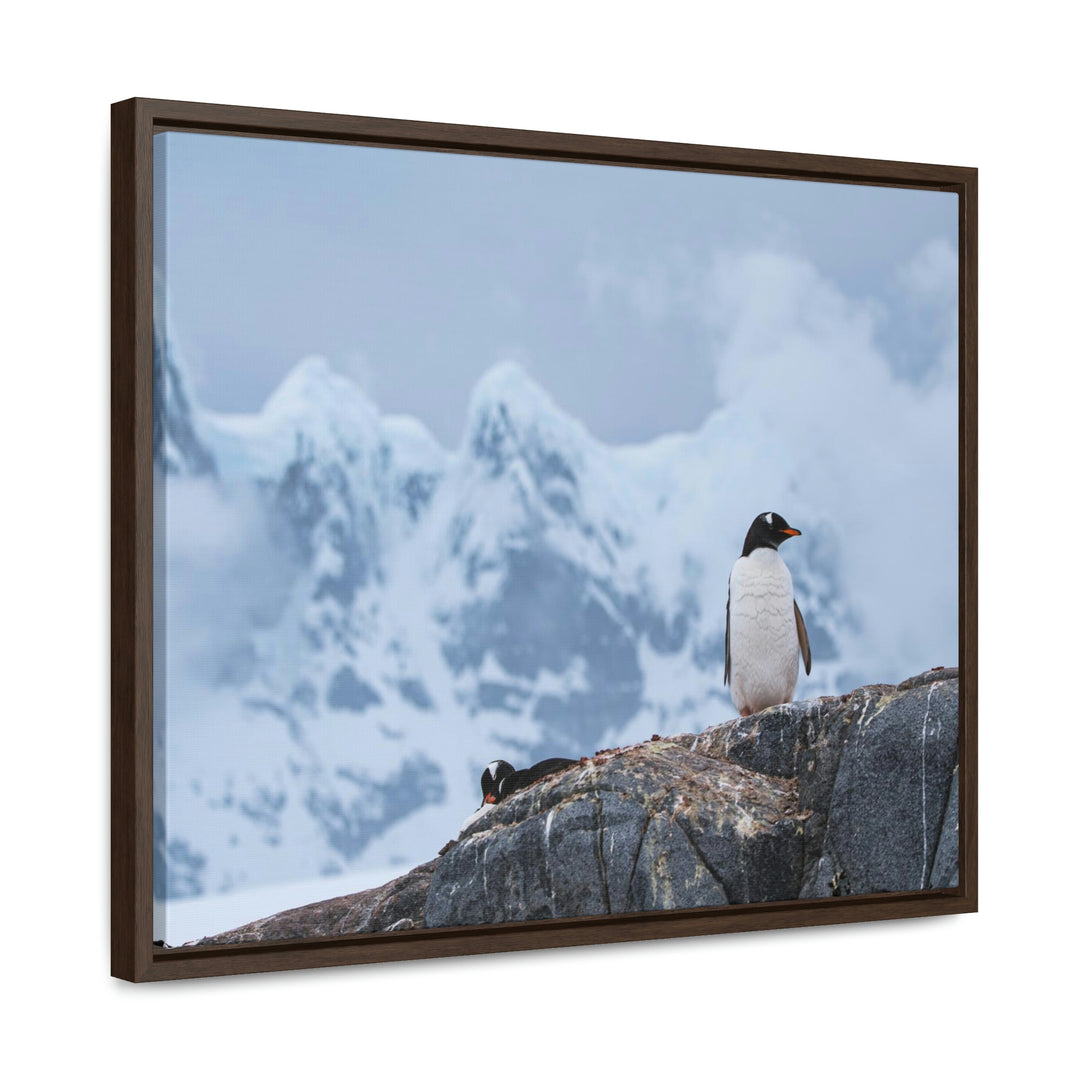 Poised Penguin - Canvas with Frame