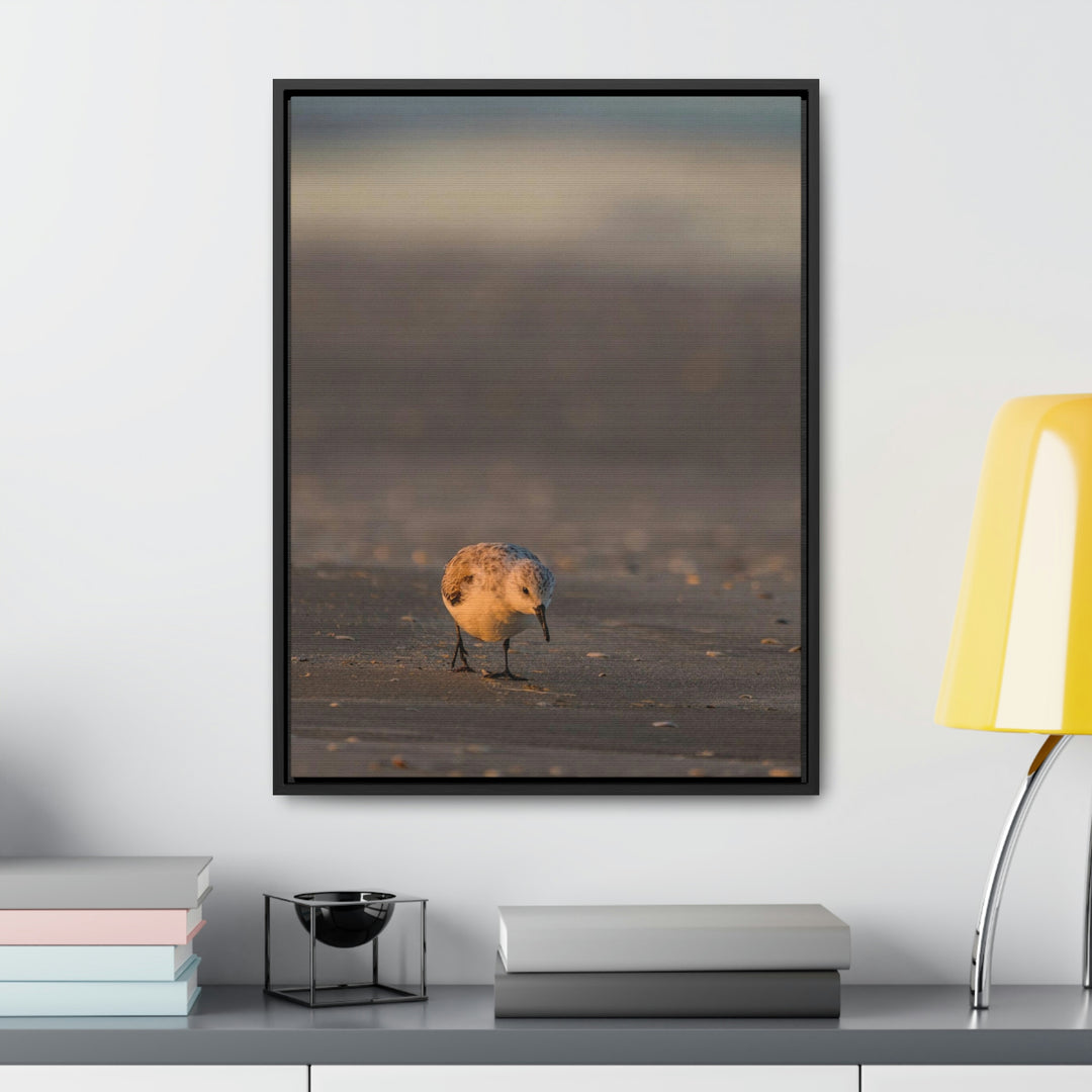 Feeding Sanderling - Canvas with Frame