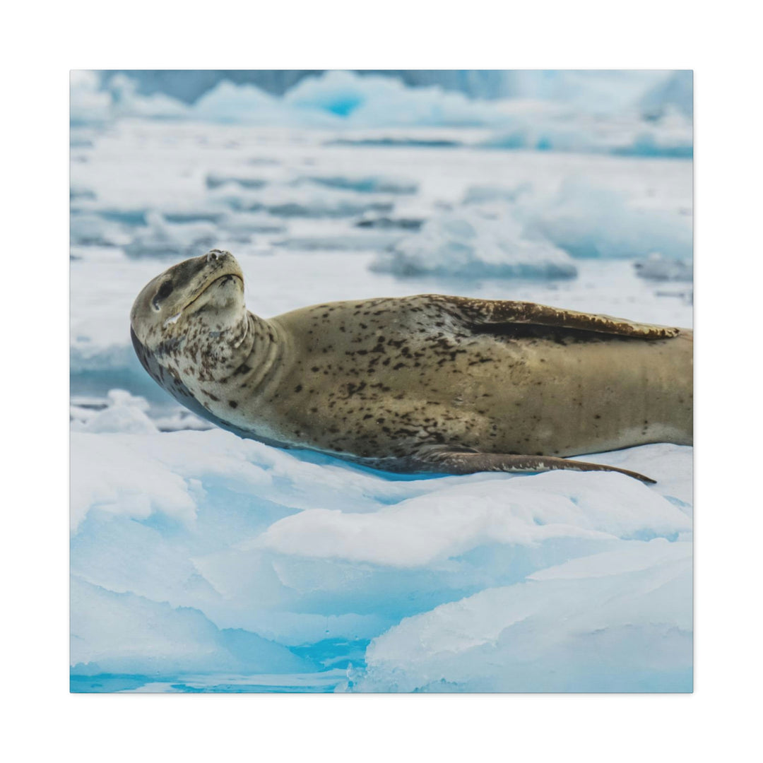 Leopard Seal Relaxing - Canvas