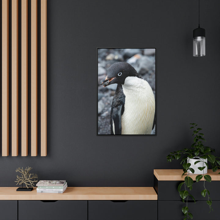 A Penguin's Pebble - Canvas with Frame