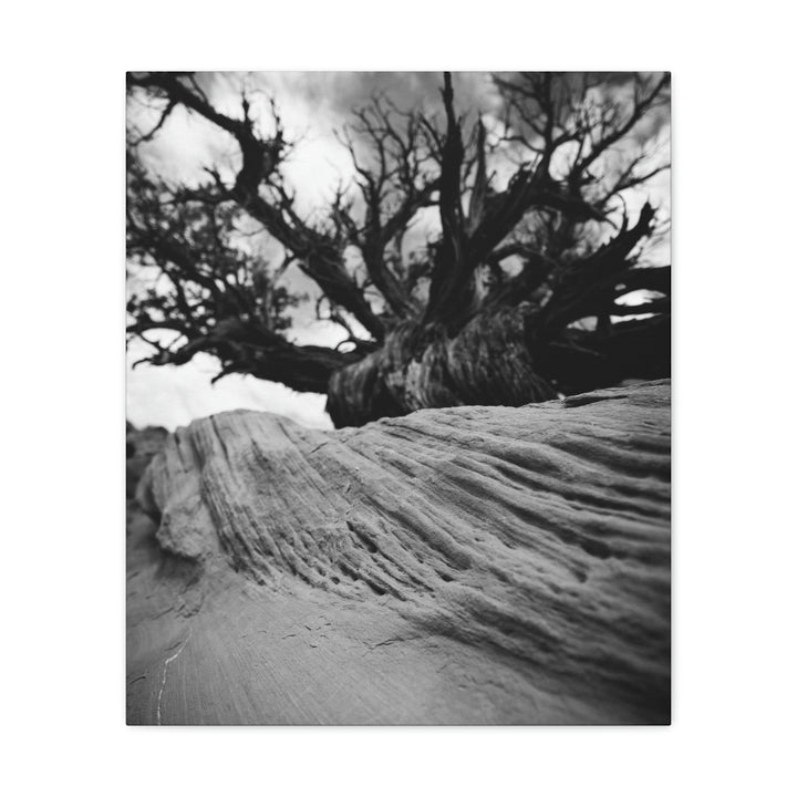 Desert Reach in Black and White - Canvas