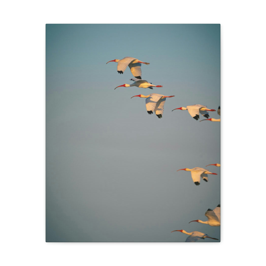 White Ibis in Flight - Canvas