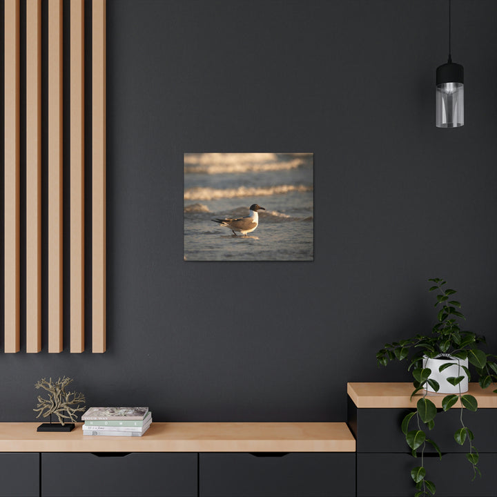 Laughing Gull in the Surf - Canvas