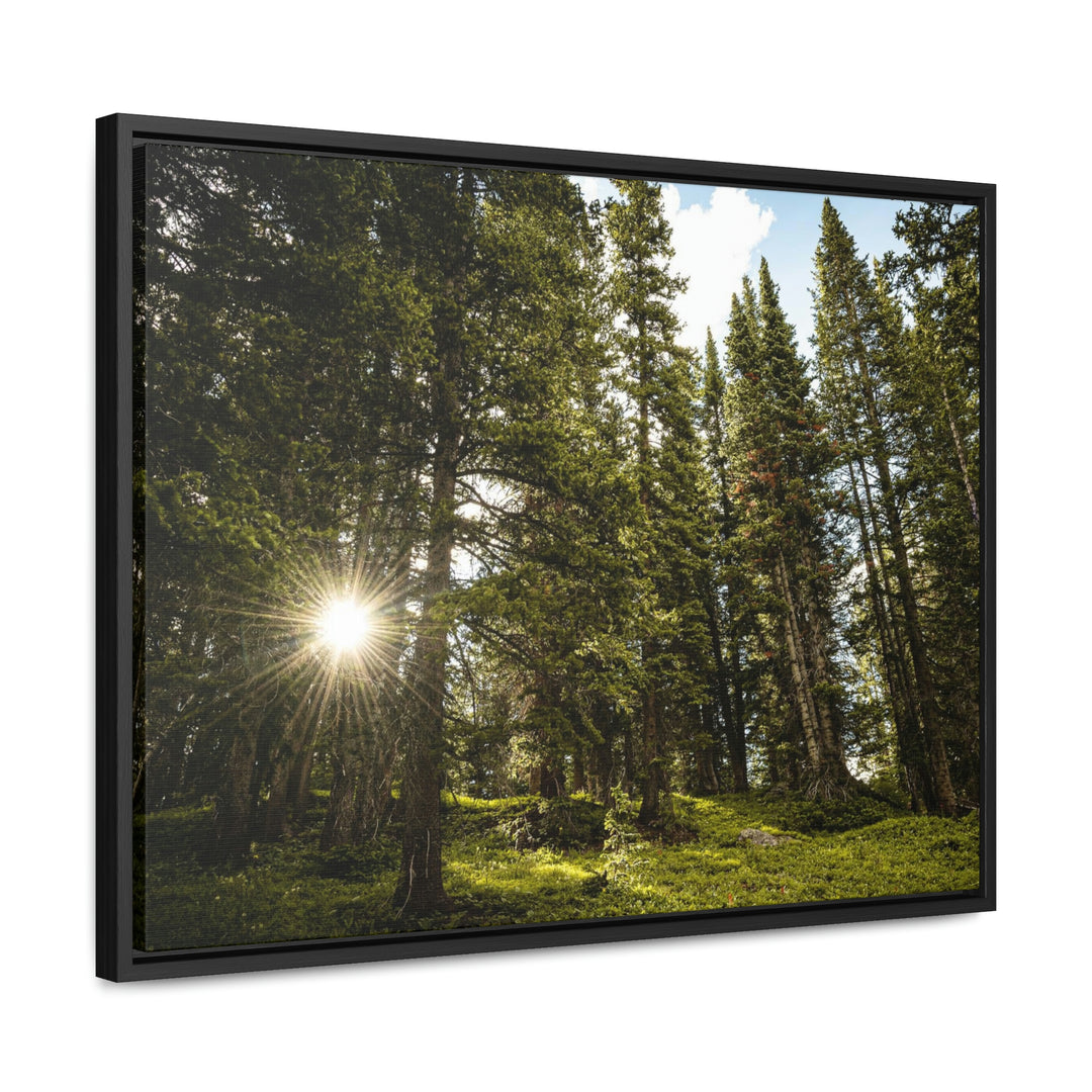 Forest Light - Canvas with Frame