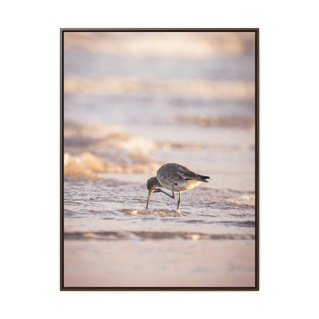 Willet Itch - Canvas with Frame