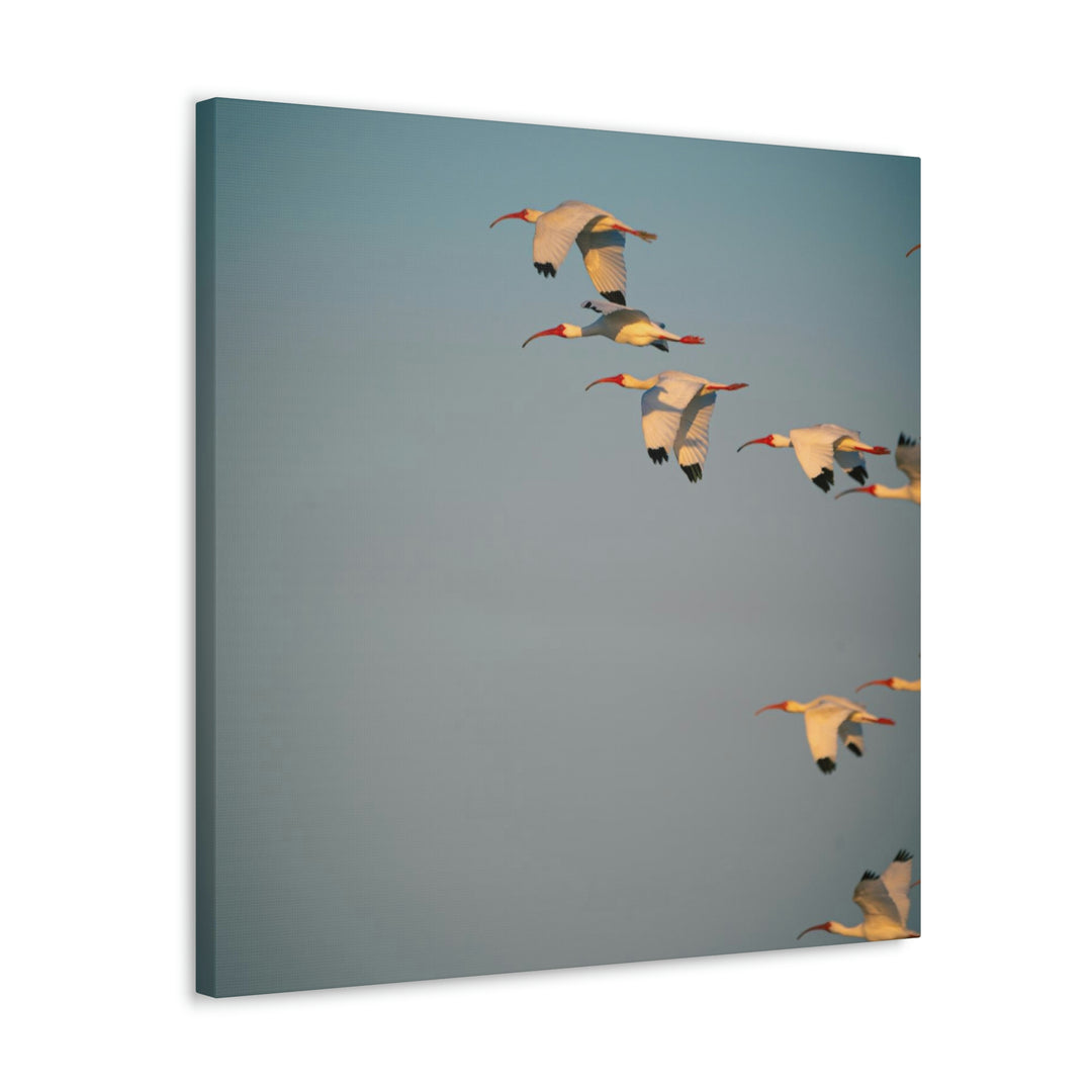 White Ibis in Flight - Canvas