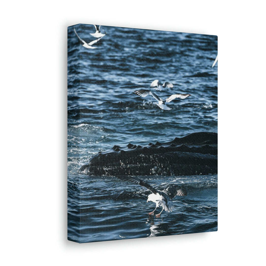 Humpback Hello - Canvas