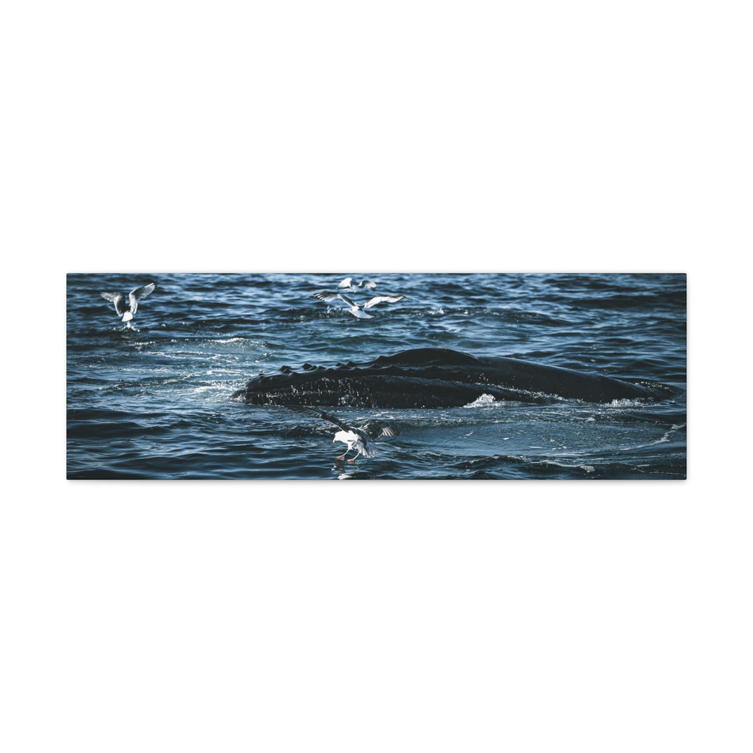 Humpback Hello - Canvas