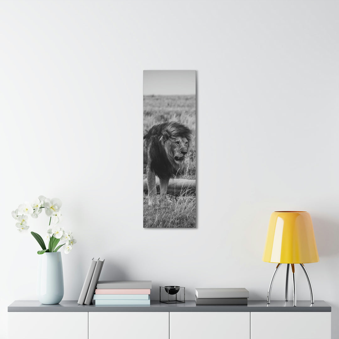 Mating Lions in Black and White - Canvas