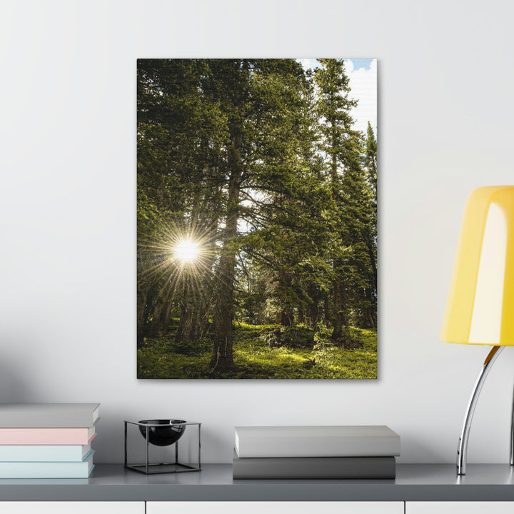 Forest Light - Canvas