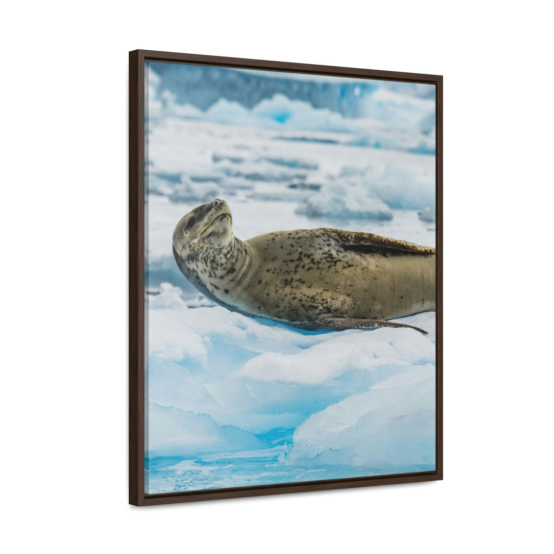 Leopard Seal Relaxing - Canvas with Frame