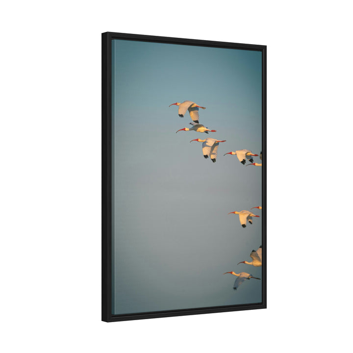 White Ibis in Flight - Canvas with Frame