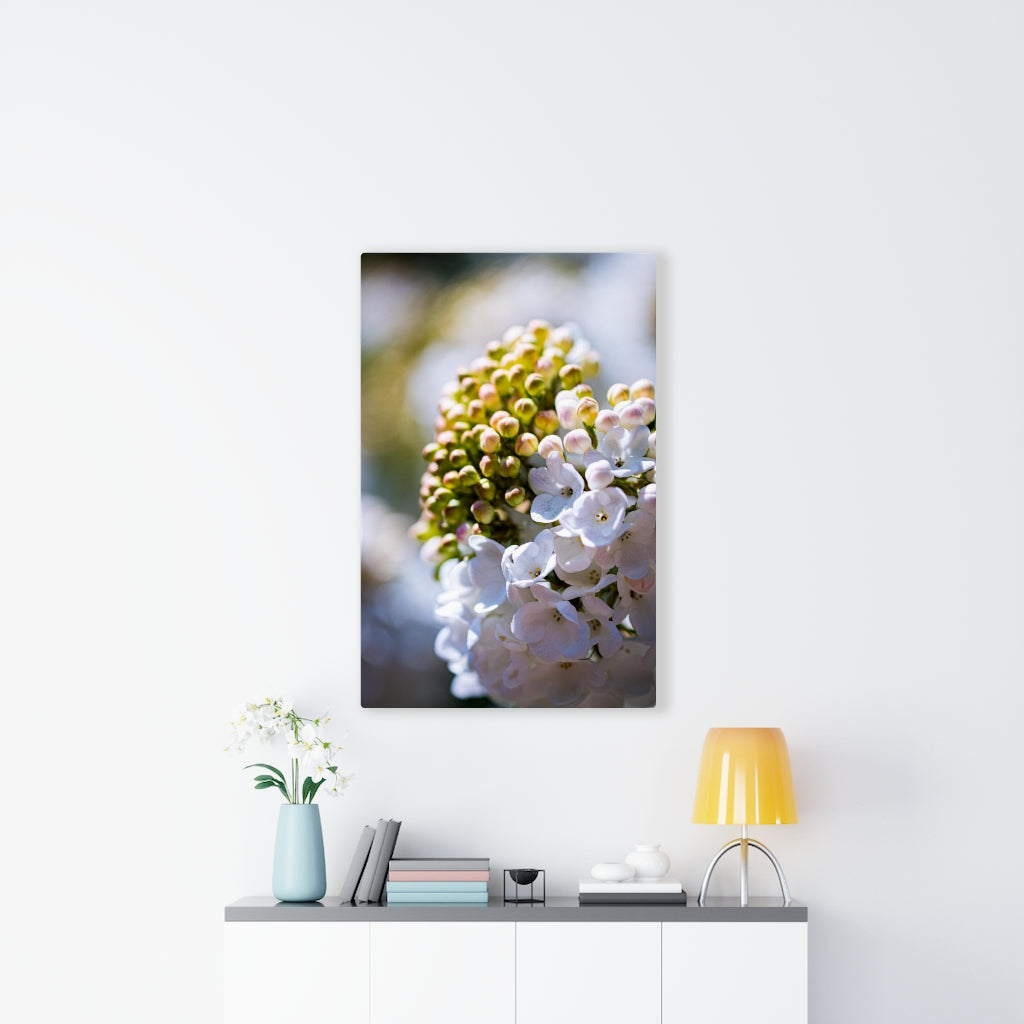 Mid-Bloom - Canvas