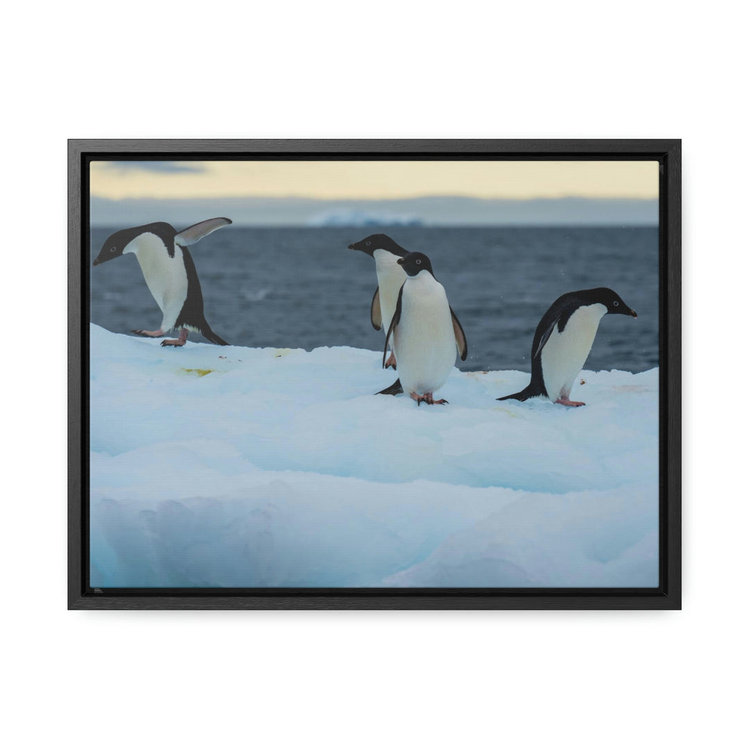 Penguin Dance - Canvas with Frame