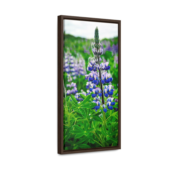 Glowing Lupin - Canvas with Frame