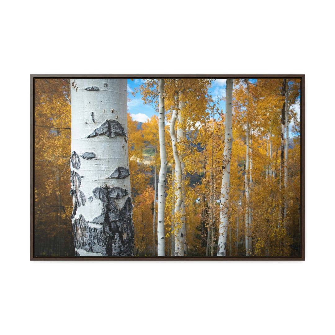 Aspens Changing - Canvas with Frame