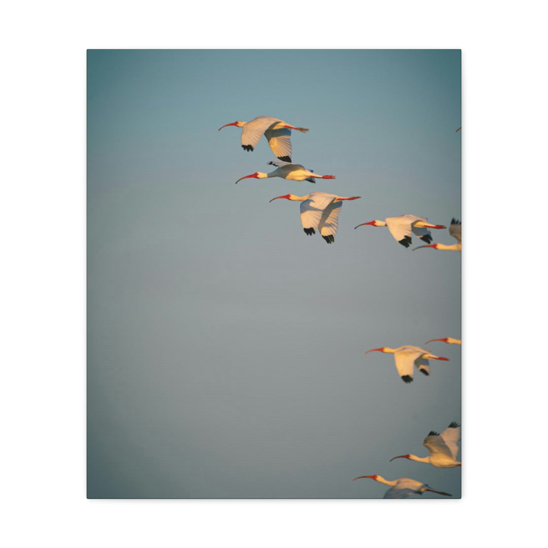 White Ibis in Flight - Canvas