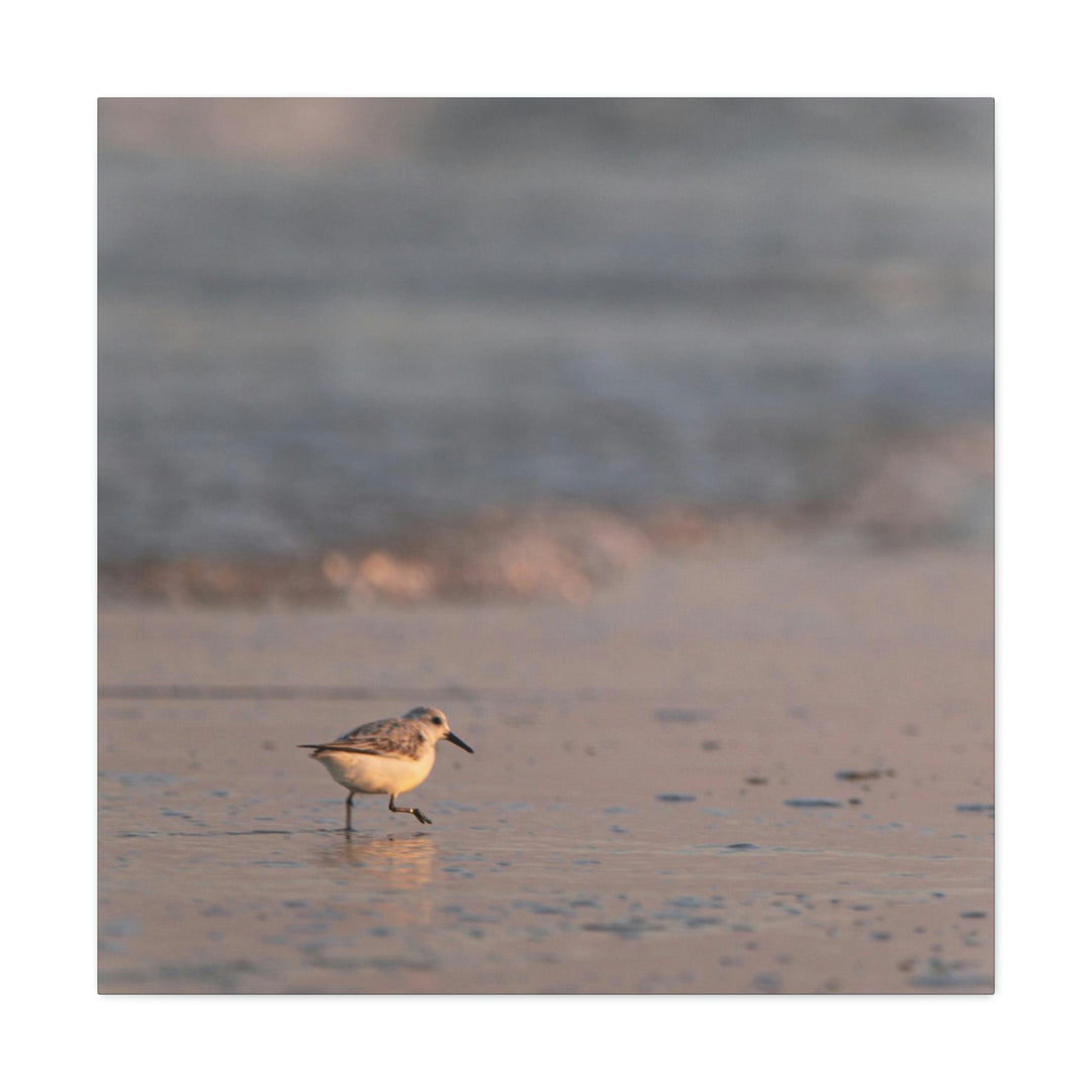 Sanderling in Soft Dusk Light - Canvas