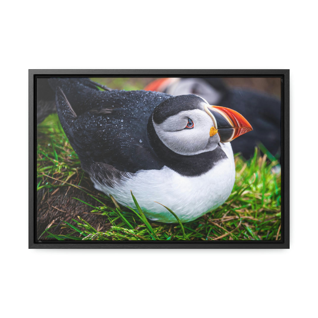 Resting Puffin - Canvas with Frame