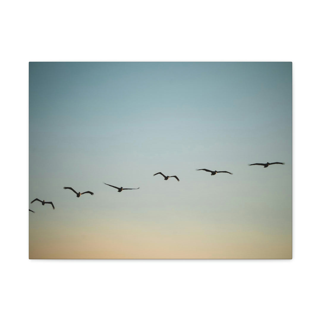 Brown Pelicans in Flight - Canvas