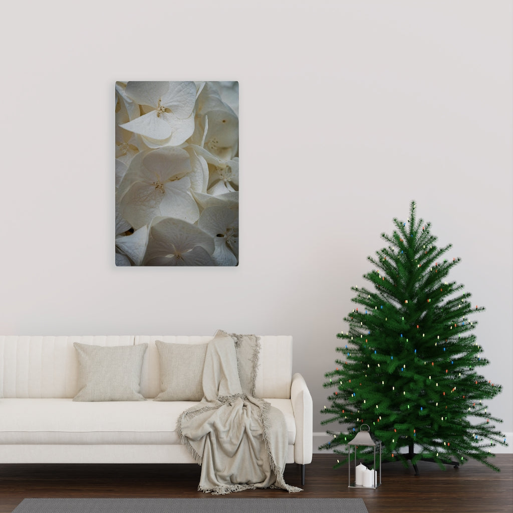 White Hydrangea Detail - Canvas