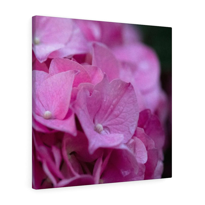 Pink Hydrangea Detail - Canvas