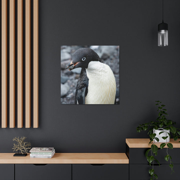 A Penguin's Pebble - Canvas