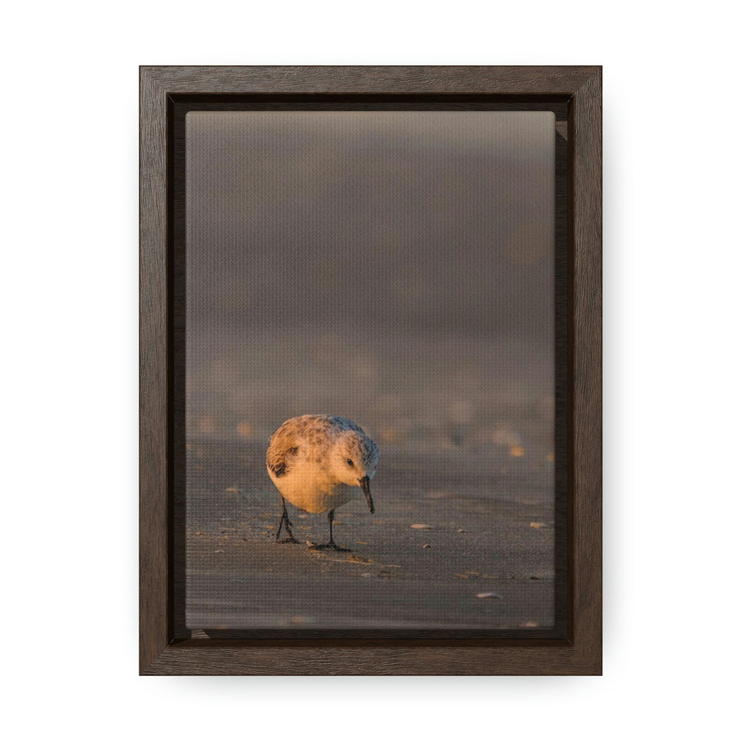 Feeding Sanderling - Canvas with Frame